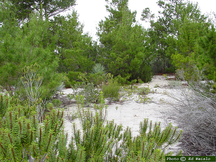 Sand pine and  Rosemary scrub